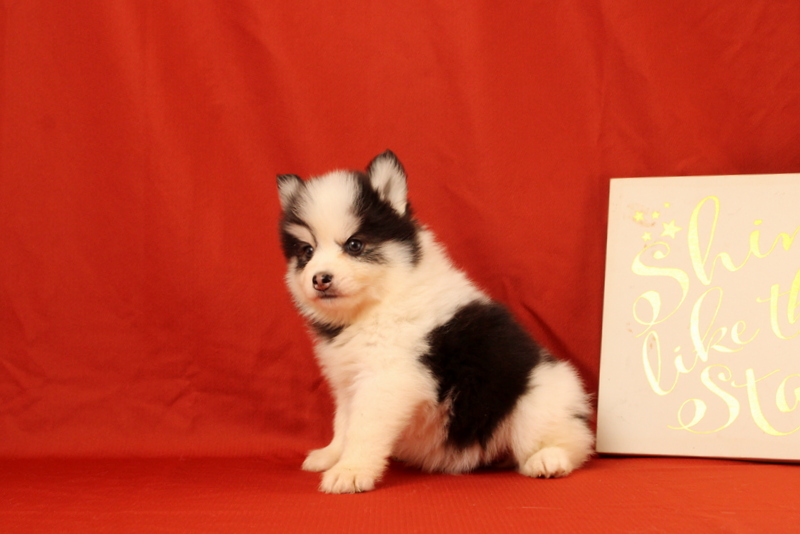 puppy, for, sale, Pomsky, Matthew B. Stoltzfus, dog, breeder, Gap, PA, dog-breeder, puppy-for-sale, forsale, nearby, find, puppyfind, locator, puppylocator, aca